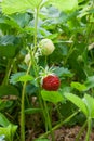 Ripe berries and foliage strawberry. Strawberries on a strawberry plant on organic strawberry farm.. Royalty Free Stock Photo