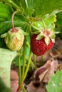 Ripe berries and foliage strawberry. Strawberries on a strawberry plant on organic strawberry farm.. Royalty Free Stock Photo