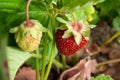 Ripe berries and foliage strawberry. Strawberries on a strawberry plant on organic strawberry farm.. Royalty Free Stock Photo