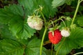 Ripe berries and foliage strawberry. Strawberries on a strawberry plant on organic strawberry farm.. Royalty Free Stock Photo