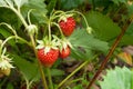 Ripe berries and foliage strawberry. Strawberries on a strawberry plant on organic strawberry farm.. Royalty Free Stock Photo