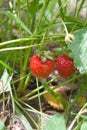 Ripe berries and foliage strawberry. Strawberries on a strawberry plant on organic strawberry farm.. Royalty Free Stock Photo