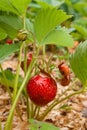 Ripe berries and foliage strawberry. Strawberries on a strawberry plant on organic strawberry farm.. Royalty Free Stock Photo