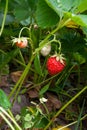 Ripe berries and foliage strawberry. Strawberries on a strawberry plant on organic strawberry farm.. Royalty Free Stock Photo