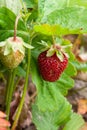 Ripe berries and foliage strawberry. Strawberries on a strawberry plant on organic strawberry farm.. Royalty Free Stock Photo