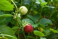 Ripe berries and foliage strawberry. Strawberries on a strawberry plant on organic strawberry farm.. Royalty Free Stock Photo