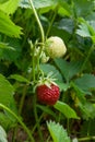 Ripe berries and foliage strawberry. Strawberries on a strawberry plant on organic strawberry farm.. Royalty Free Stock Photo