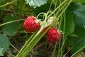 Ripe berries and foliage strawberry. Strawberries on a strawberry plant on organic strawberry farm.. Royalty Free Stock Photo