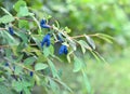 Ripe berries on honeysuckle bush in garden Royalty Free Stock Photo