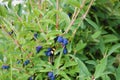 Ripe berries on honeysuckle bush Lonicera caerulea in garden