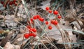 Ripe berries may Lily of the valley in autumn. Royalty Free Stock Photo