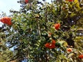 Ripe berries of mountain ash on the branches of fruit tree.