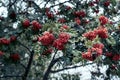 Ripe berries of mountain ash, grow on a tree, autumn red berries, close-up, vintage style in park. Royalty Free Stock Photo
