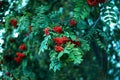 Ripe berries of mountain ash, grow on a tree, autumn red berries, close-up, vintage style in a park. Royalty Free Stock Photo