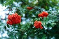 Ripe berries of mountain ash, grow on a tree, autumn red berries, close-up, vintage style in a park. Royalty Free Stock Photo