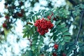 Ripe berries of mountain ash, grow on a tree, autumn red berries, close-up, vintage style in a park. Royalty Free Stock Photo