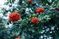 Ripe berries of mountain ash, grow on tree, autumn red berries, close-up, vintage style in a park. Royalty Free Stock Photo