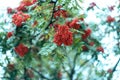 Ripe berries of mountain ash, grow on a tree, autumn red berries, close-up, vintage style in a park. Royalty Free Stock Photo