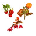 Ripe berries, raspberries, cloudberries and barberry, set, watercolor painting