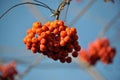 Ripe berries rowan red