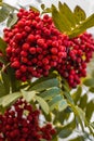 Ripe berries on the rowan tree on autumn