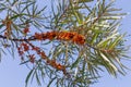 Ripe berries of sea buckthorn on branch in selective focus Royalty Free Stock Photo