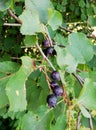 ripe berries of shadberry among leaves in forest