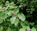 ripe berries of shadberry among leaves in forest