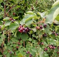 ripe berries of shadberry among leaves in forest