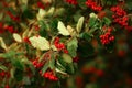Ripe berries of the Swedish whitebeam (Sorbus intermedia) Royalty Free Stock Photo