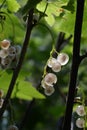 Ripe berries of white currant on the bush. Closeup view Royalty Free Stock Photo