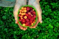 Ripe berries of yellow and red raspberries lie in a cup in female palms on a background of summer greens. Royalty Free Stock Photo