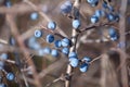Ripe berry blackthorn Royalty Free Stock Photo