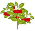 Ripe berry cowberry on white background is insulated