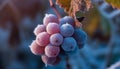 Ripe berry fruit on branch, close up macro generated by AI Royalty Free Stock Photo