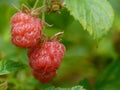 Ripe berry of a raspberry
