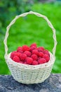 Ripe berry in wicker basket. Vintage basket with raspberries. Royalty Free Stock Photo