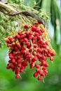 Ripe betel nut or Areca Nut Palm on treeOn Tree Royalty Free Stock Photo