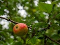 Ripe big apple with drops of rain on the tree. Green leaves Royalty Free Stock Photo
