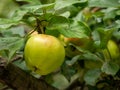 Ripe big apple with drops of rain on the tree. Green leaves Royalty Free Stock Photo