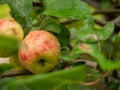 Ripe big apple with drops of rain on the tree. Green leaves Royalty Free Stock Photo
