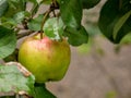 Ripe big apple with drops of rain on the tree. Green leaves Royalty Free Stock Photo