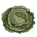 Ripe big beautiful green savoy cabbage, isolated object on white background, vector illustration
