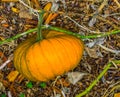 Ripe big orange halloween pumpkin growing on a pumpkin plant in an organic garden Royalty Free Stock Photo