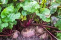 Ripe big red beetroot growing in the ground. Fresh harvested beetroots, beets with leaves on soil background. Organic vegetables i