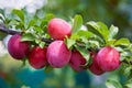 Ripe big red plums growing on a tree branch Royalty Free Stock Photo