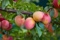 Ripe big red plums growing on a tree branch Royalty Free Stock Photo