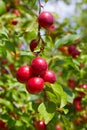 Ripe big red plums growing on a tree branch Royalty Free Stock Photo