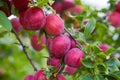 Ripe big red plums growing on a tree branch Royalty Free Stock Photo