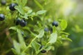 Ripe bilberries growing in forest, closeup. Space for text